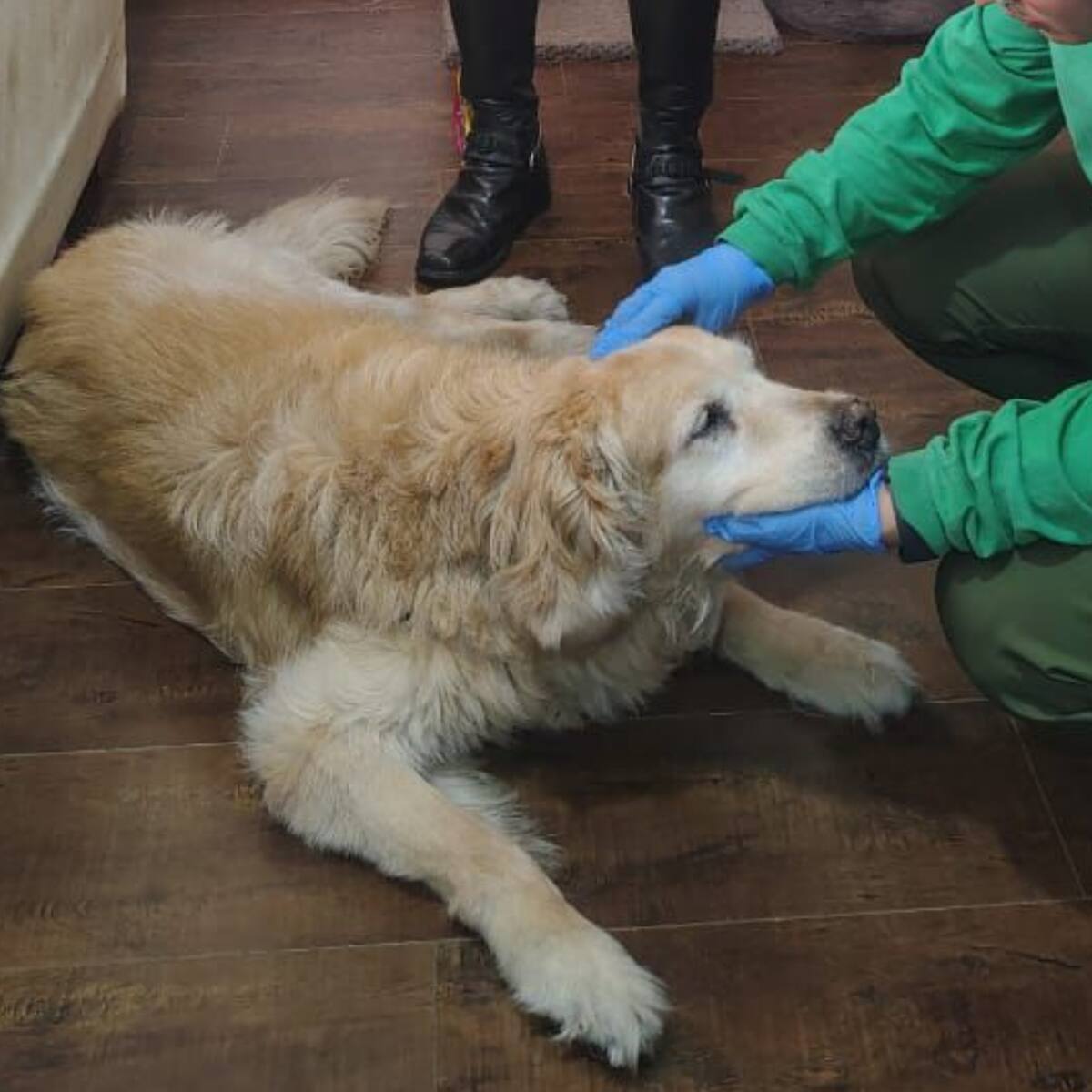 Rescatan a un perro que estaba siendo maltratado en la localidad de Usaquén