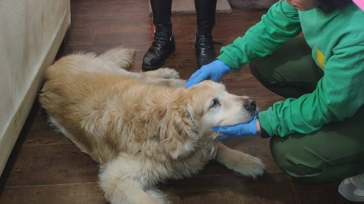 Rescatan a un perro que estaba siendo maltratado en la localidad de Usaquén