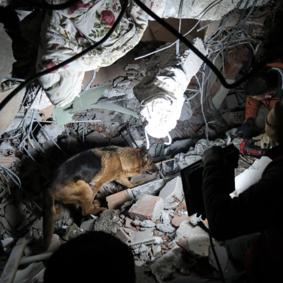 Terremoto en Turquía: ¿cómo entrenan a los perros para labores humanitarias?