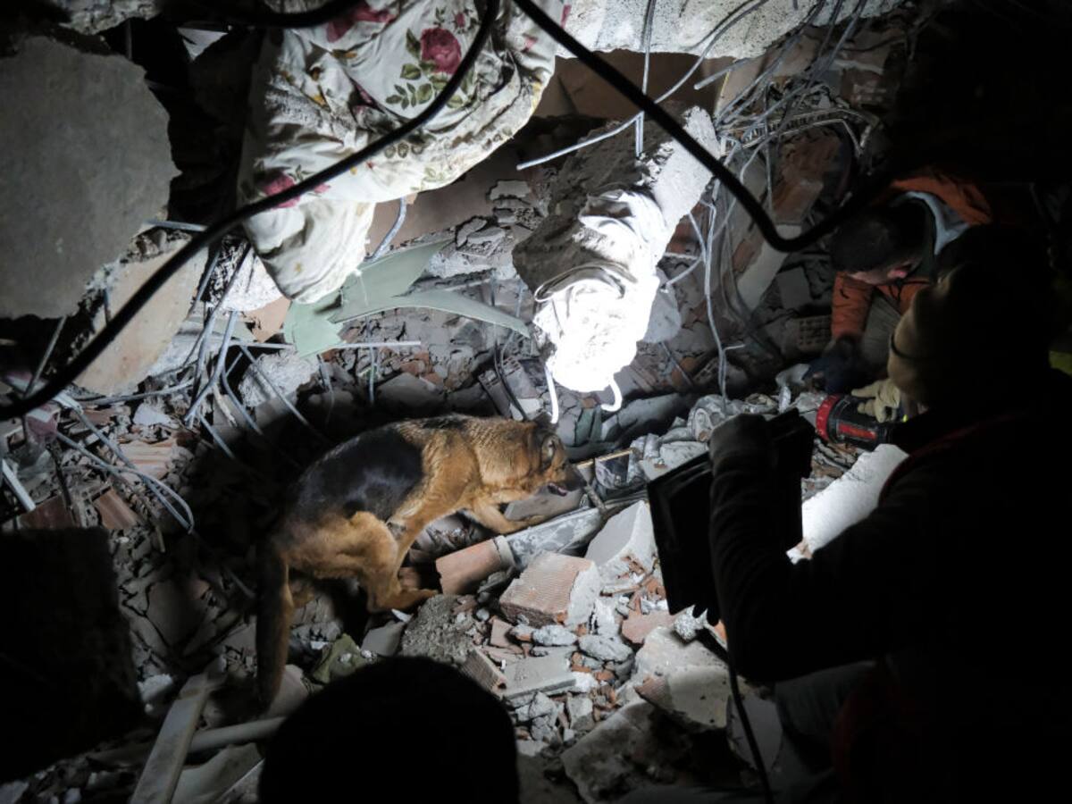 Terremoto en Turquía: ¿cómo entrenan a los perros para labores humanitarias?