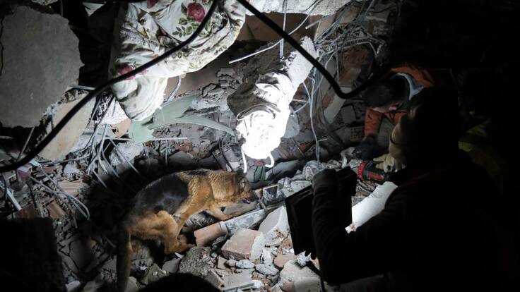 Terremoto en Turquía: ¿cómo entrenan a los perros para labores humanitarias?