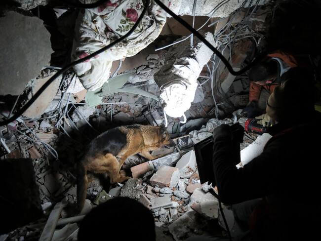 Terremoto en Turquía: ¿cómo entrenan a los perros para labores humanitarias?