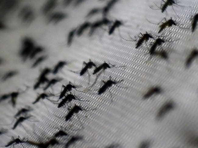 Piden a la comunidad evitar almacenar agua de manera inadecuada.. Foto: Getty Images