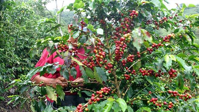 Según la Federación Nacional de Cafeteros, producción del grano creció en abril. Foto: Colprensa