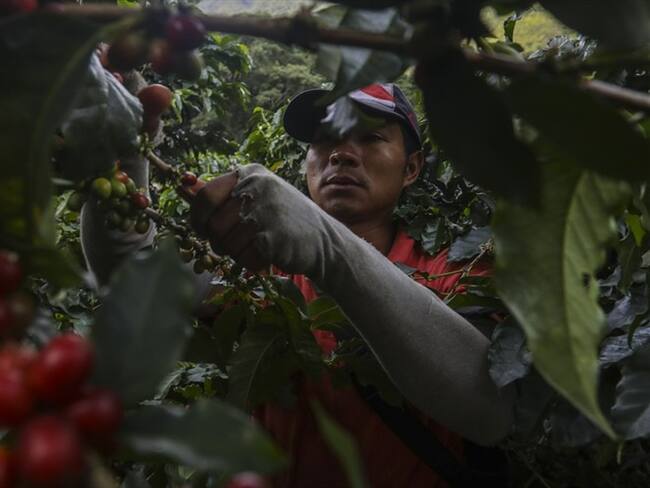 Crisis cafetera por la caída del precio del café en el mercado internacional