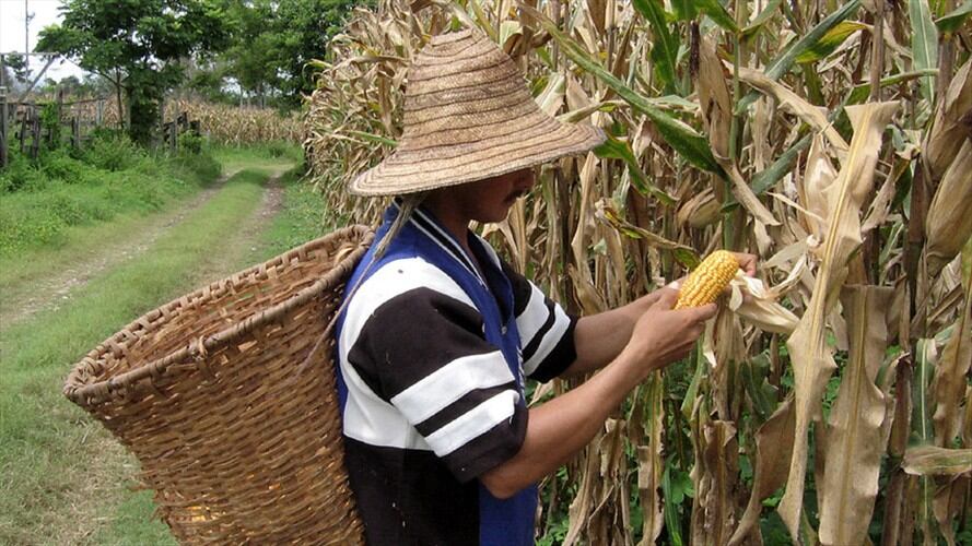 En Ipiales se dio el mayor golpe contra el contrabando agropecuario, logrando una incautación de 51 millones de pesos. Foto: Colprensa