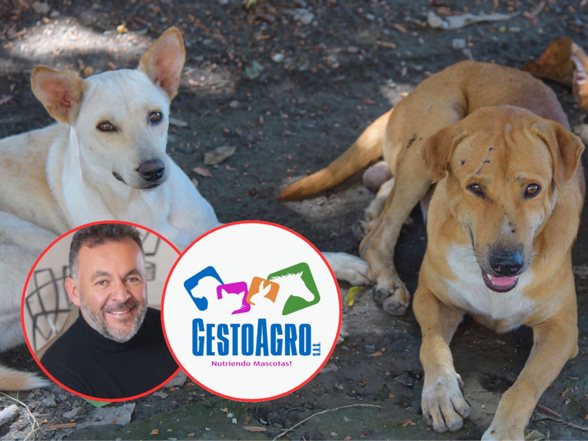 “Estamos pasando por una crisis”: Yanet, la mujer que cuida a 60 animales en Bogotá