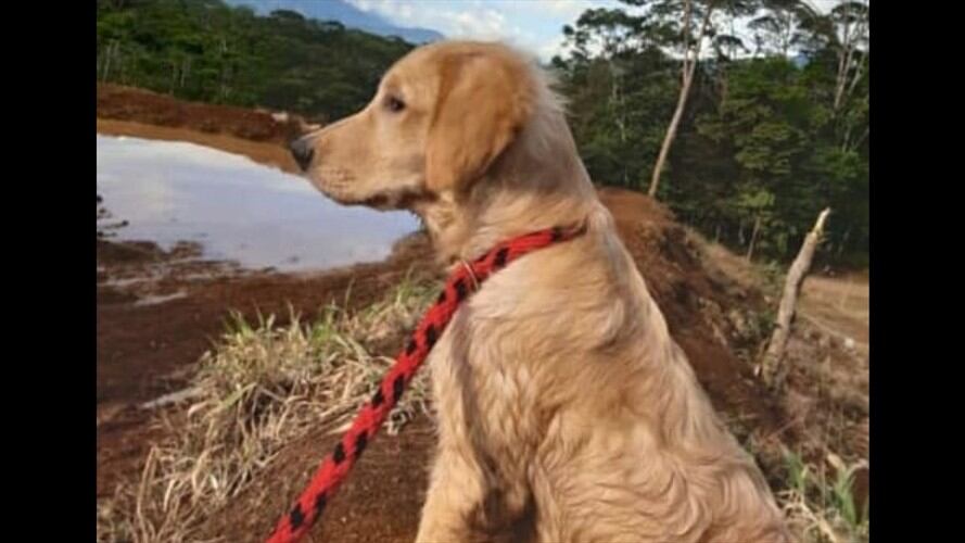 Wilson Narváez es señalado por presuntamente haber agredido con arma blanca a Maximiliano, un perro golden retriever de 10 meses de edad. Foto: Cortesía