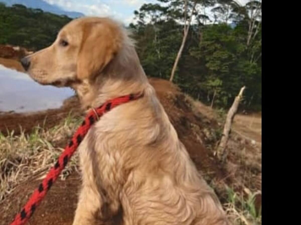 Fiscalía imputó cargos a un hombre que asesinó a un perro con arma blanca