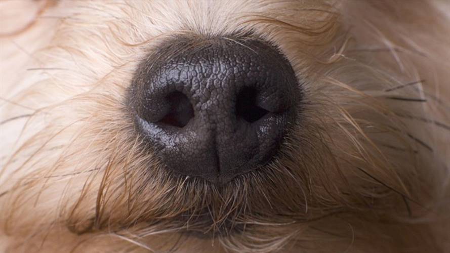 Lla Asociación la que rescató el animal e interpuso en la inspección de Policía la denuncia. Foto: Getty Images