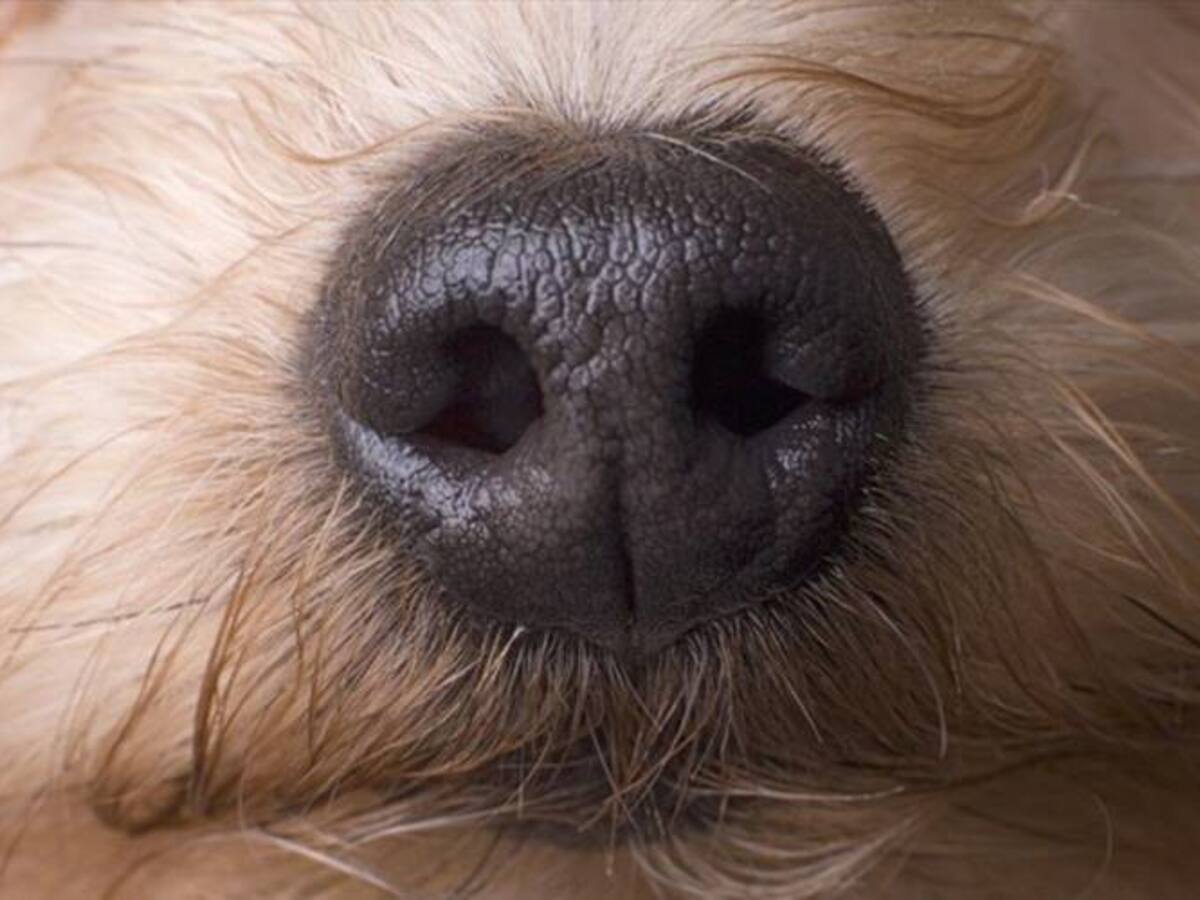 Indignante: despellejan en un 80% a un perro en el municipio de Saboyá