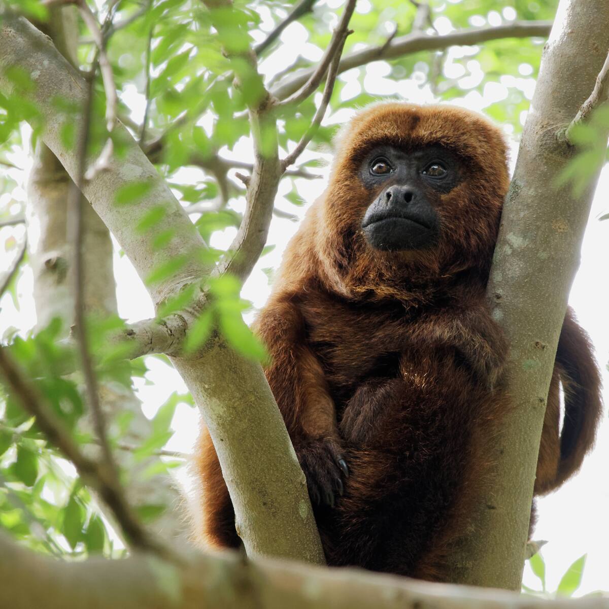 El primate más ruidoso del mundo se encuentra en bosques de Colombia: Se escucha hasta a 5 KM