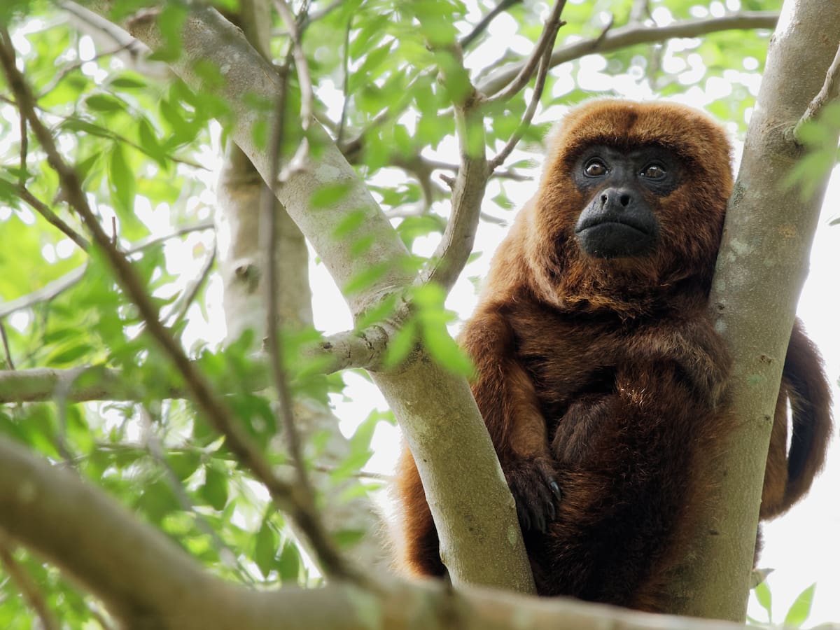 El primate más ruidoso del mundo se encuentra en bosques de Colombia: Se escucha hasta a 5 KM