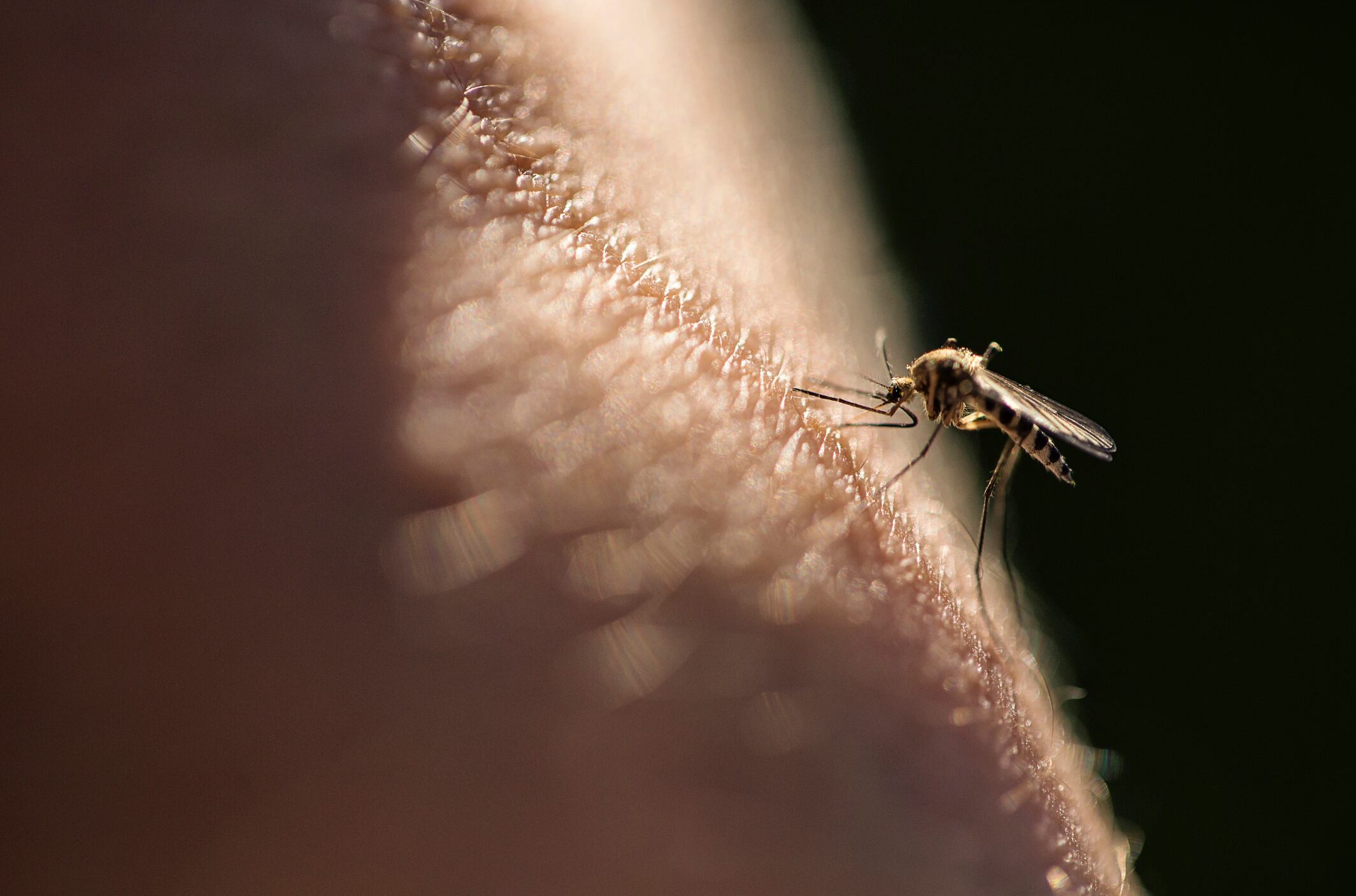Mosquitos, imagen de referencia. Foto: Getty Images