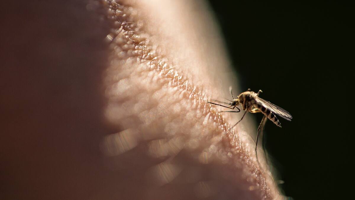Este es el único país del mundo que no tiene mosquitos, según National Geographic: ¿por qué?