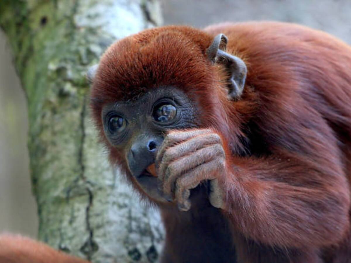 Influencer en Santa Marta compró un mono silvestre para su hija en navidad