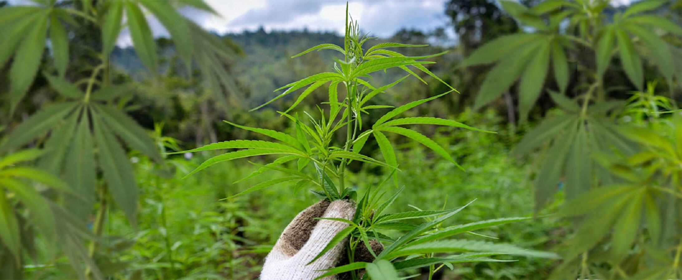 Desde hace nueve meses no se comercializa coca en el Catatumbo-Colprensa