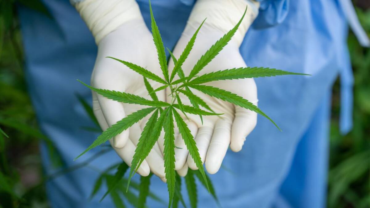 Cámara aprueba, en primer debate, proyecto que regula el cannabis de uso adulto