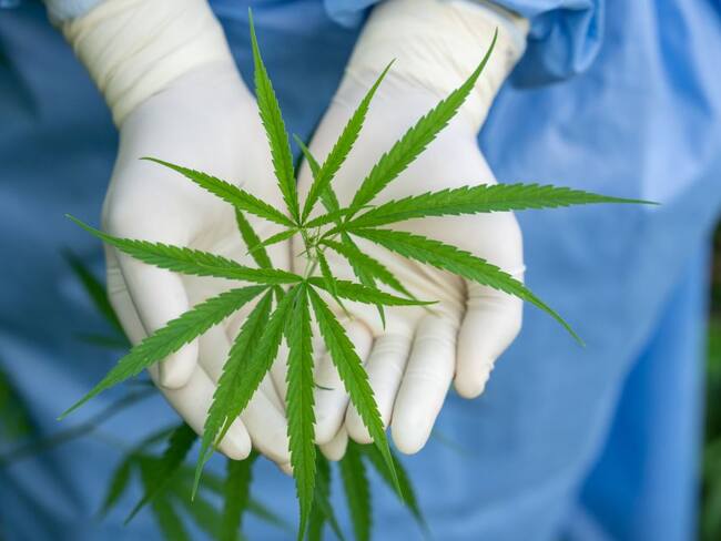 Imagen de referencia de cannabis. Foto: Getty Images
