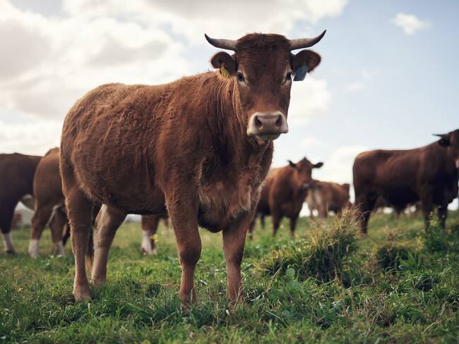 Imagen de referencia de ganado. Foto: Getty Images