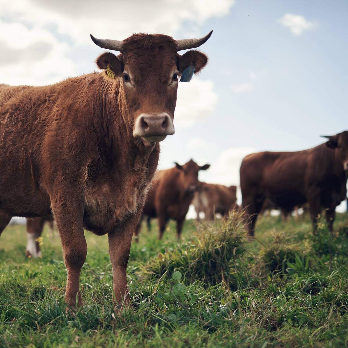 Pirámide ganadera de Felipe Rocha: reducen cifra que debe devolver, ¿por qué?