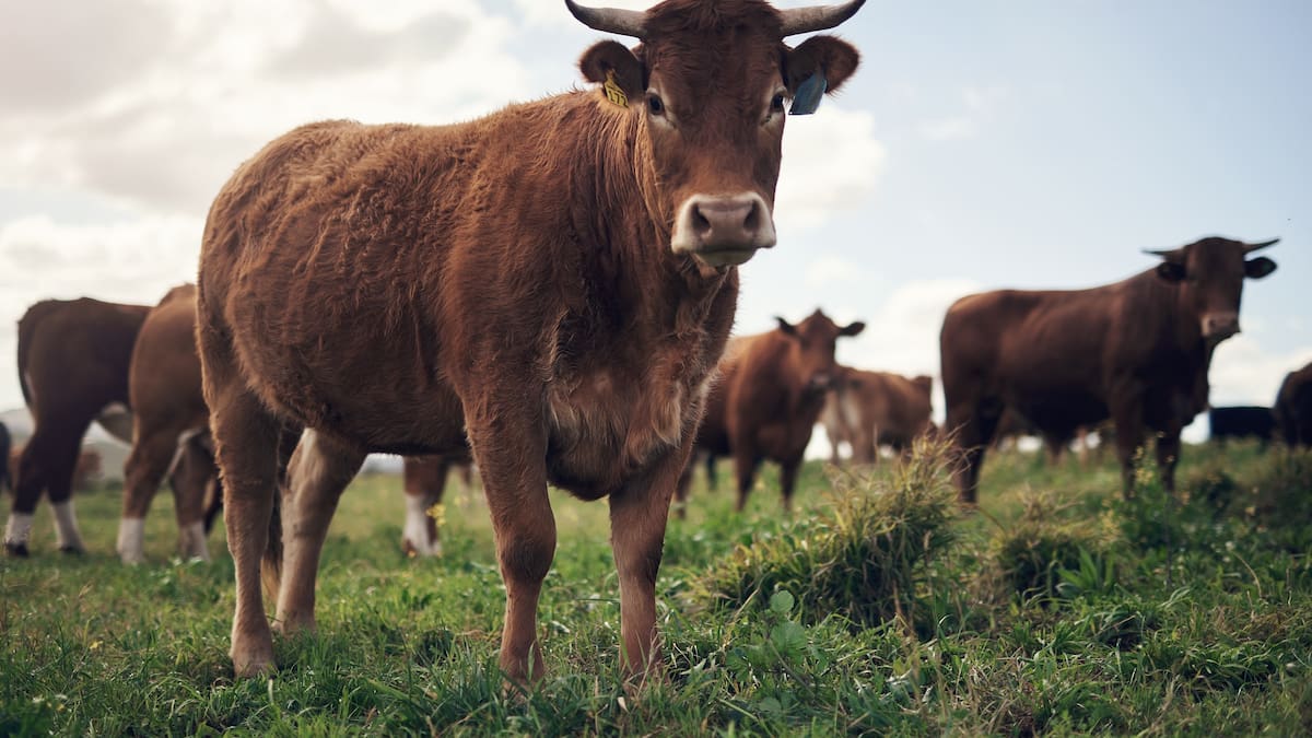 No encontramos vacas y no recibimos contabilidad: Interventora pirámide ganadera Rocha