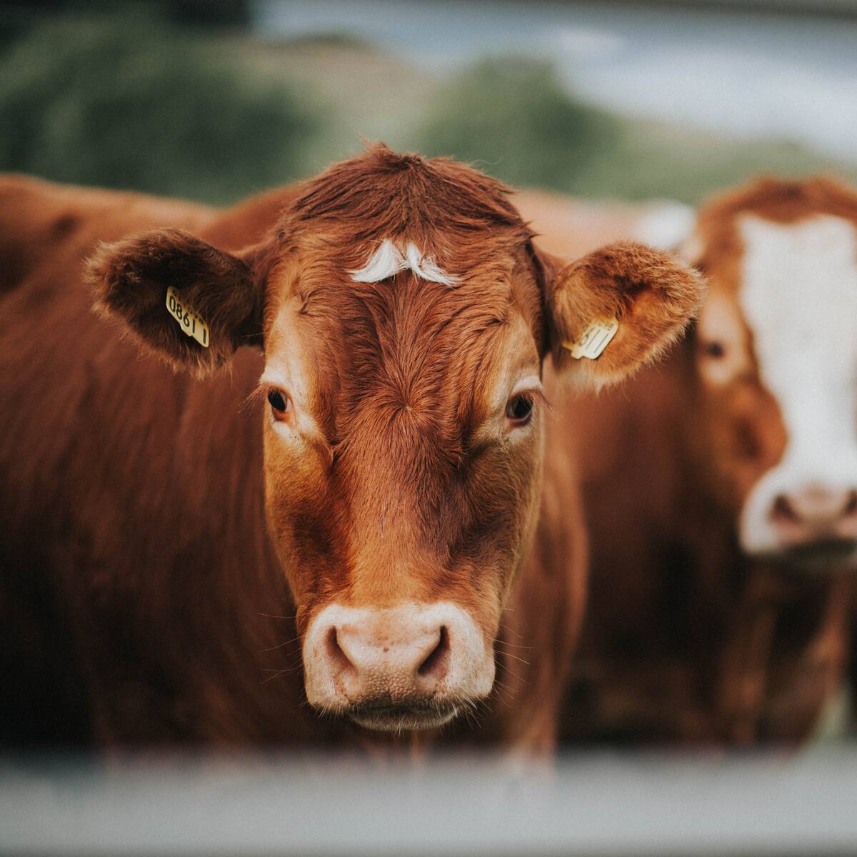 Exportadores de ganado anuncian millonarias pérdidas por el ICA y por los animalistas