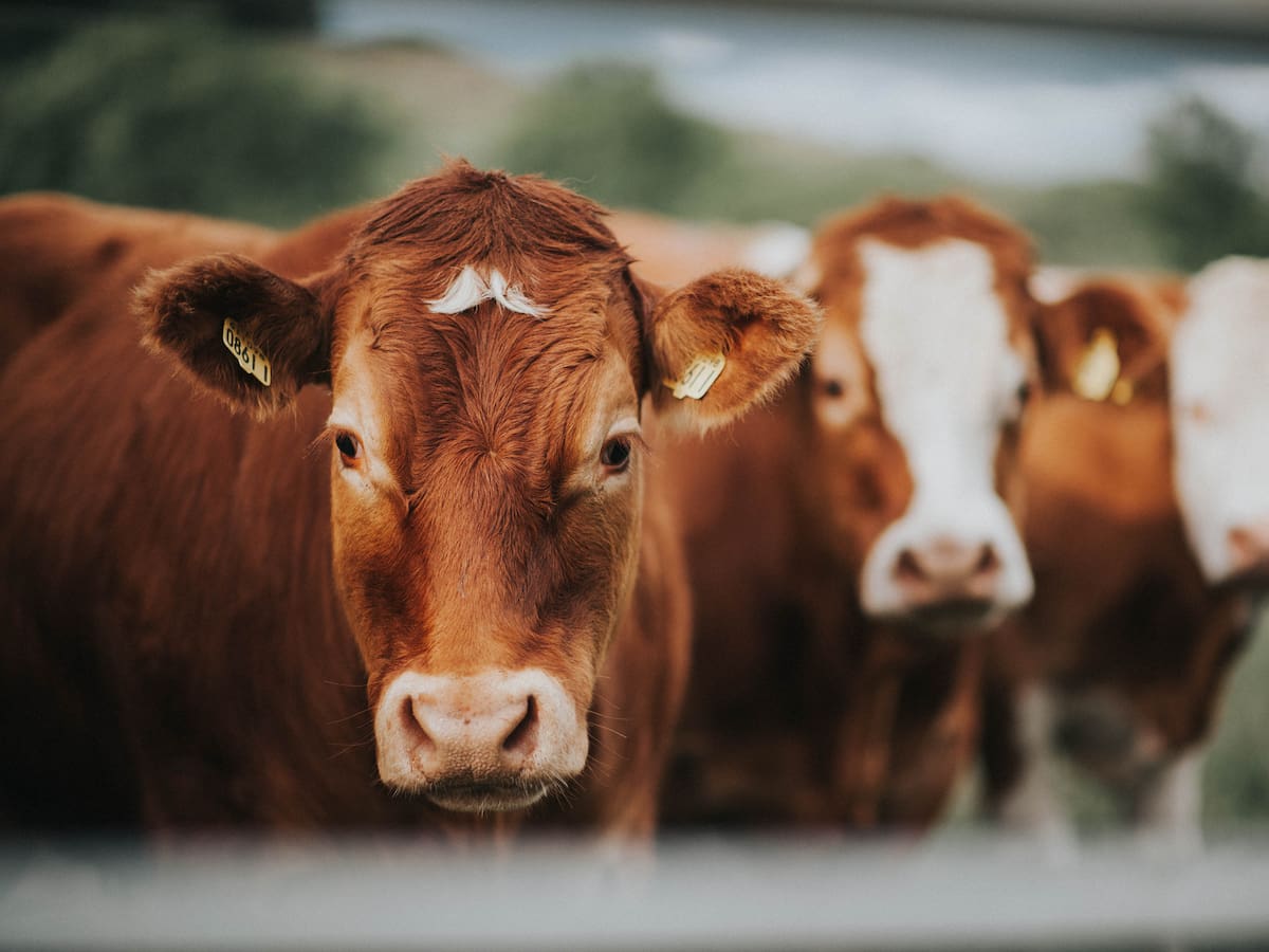 Exportadores de ganado anuncian millonarias pérdidas por el ICA y por los animalistas