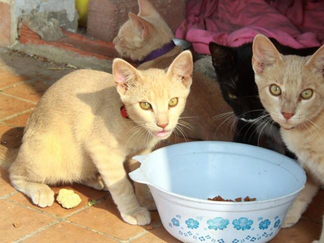 Imagen de referencia. Foto: Colprensa