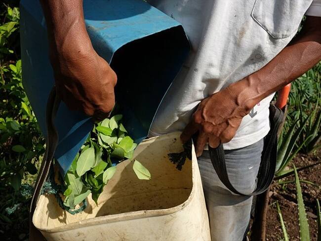 Sacar la coca de los territorios no será suficiente: ONU sobre informe de cultivos