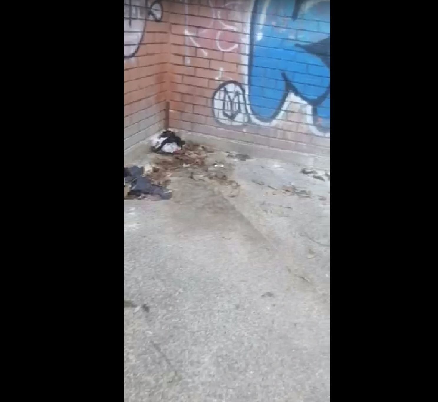 Heces/ tomada del video. 