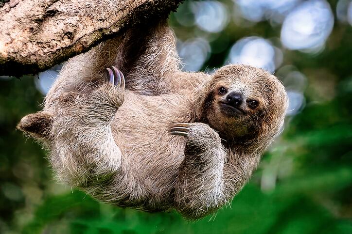 Perezoso imagen de referencia. Foto: Getty Images.