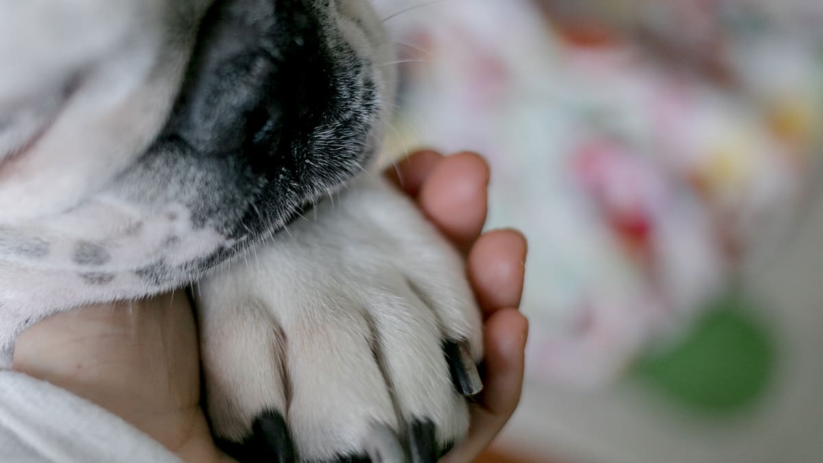 Autoridades buscan a un hombre que golpeó a un perro hasta causarle la muerte en Antioquia