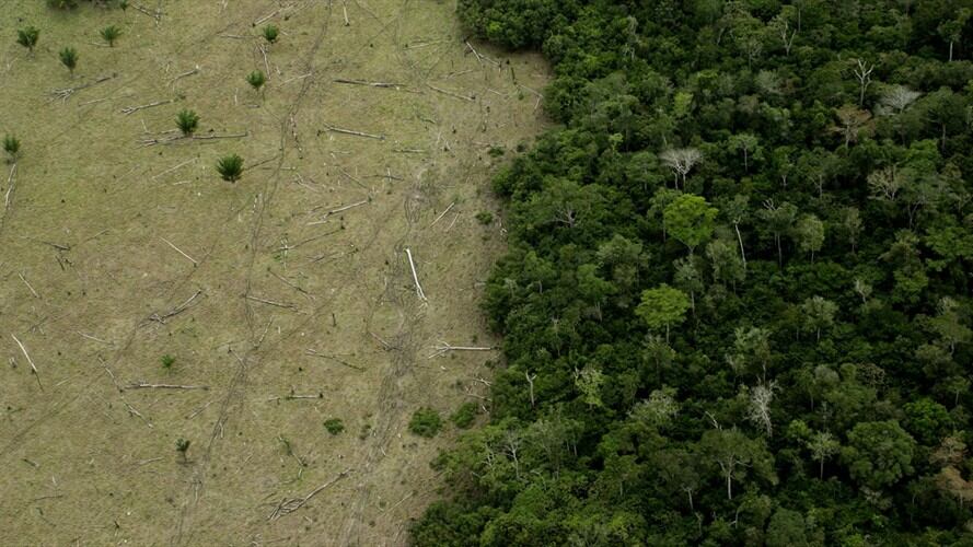 Expertos hablan sobre la deforestación en Colombia que continúa creciendo de manera alarmante.. Foto: Getty Images