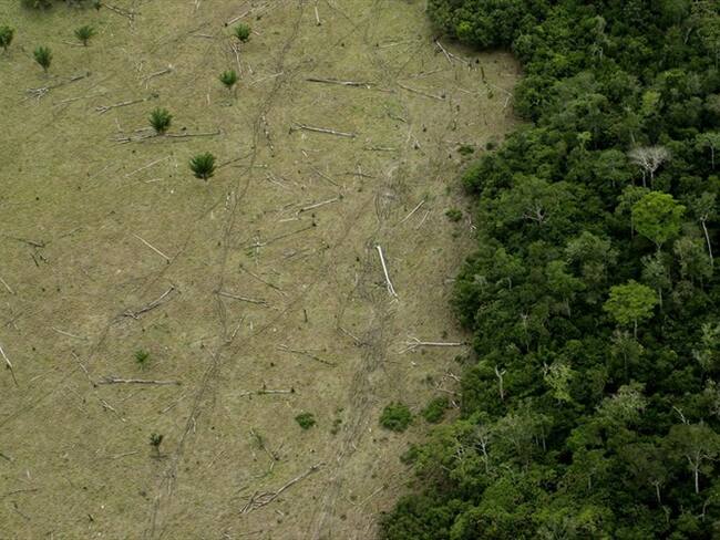 Expertos hablan sobre la deforestación en Colombia que continúa creciendo de manera alarmante.. Foto: Getty Images