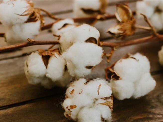 Así es el algodón que se puede comer y también usar para confeccionar ropa