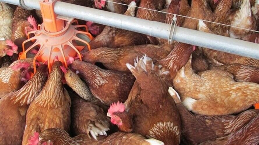 El Instituto Agropecuario Colombiano pone la lupa en los avicultores del país. Foto: Colprensa