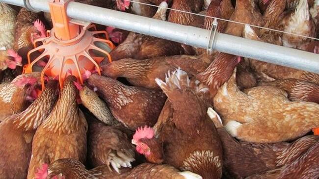 El Instituto Agropecuario Colombiano pone la lupa en los avicultores del país. Foto: Colprensa