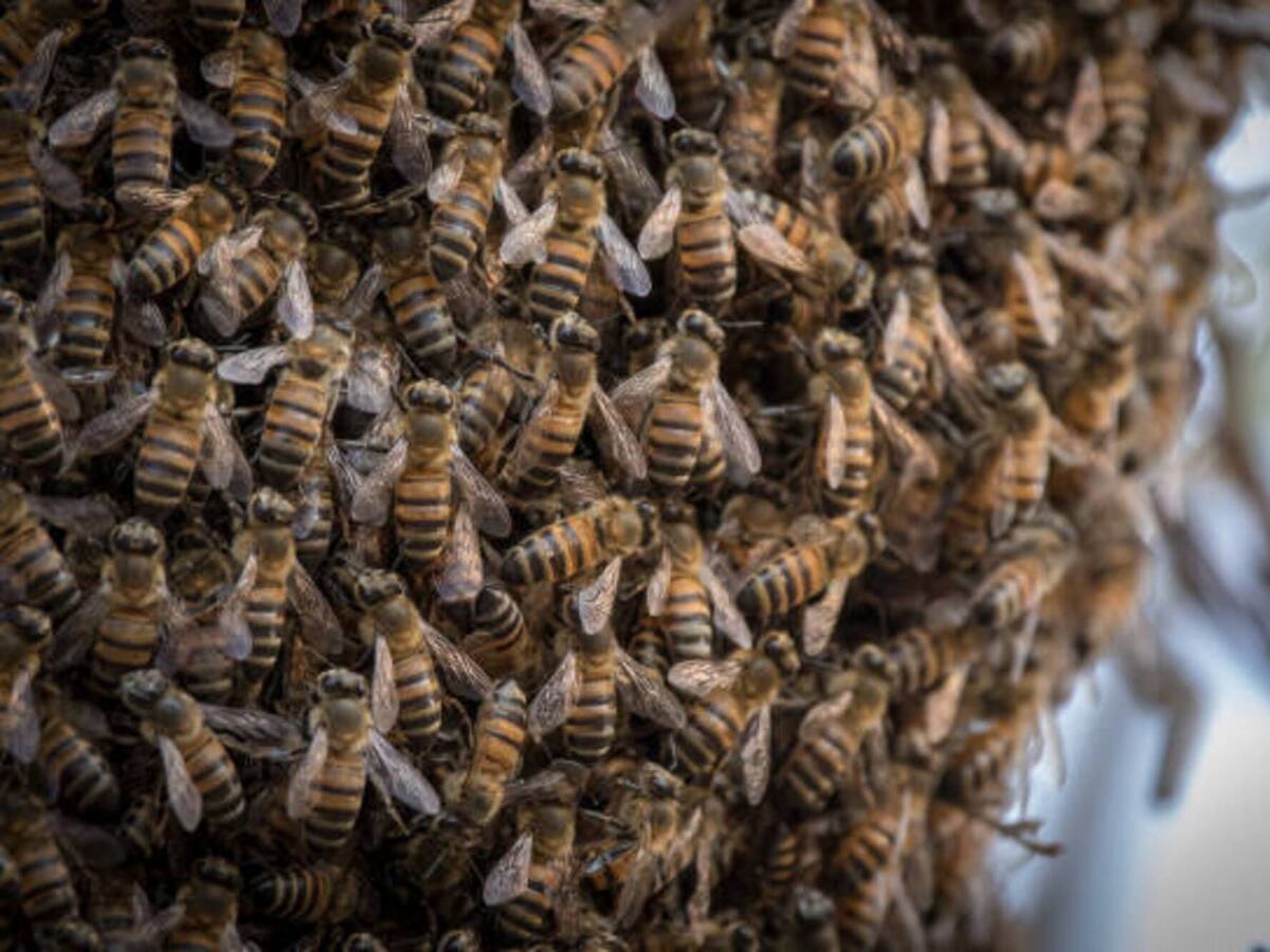 Un muerto y un herido por ataque de abejas africanizadas en Santa Marta