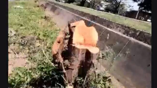 El pulmón de nuestra ciudad es destruido porque la ley lo permite: Carlos Salazar. Foto: Captura