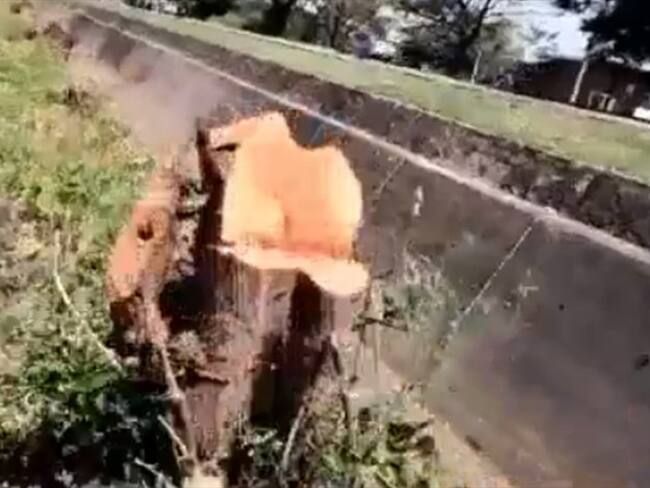 El pulmón de nuestra ciudad es destruido porque la ley lo permite: Carlos Salazar. Foto: Captura