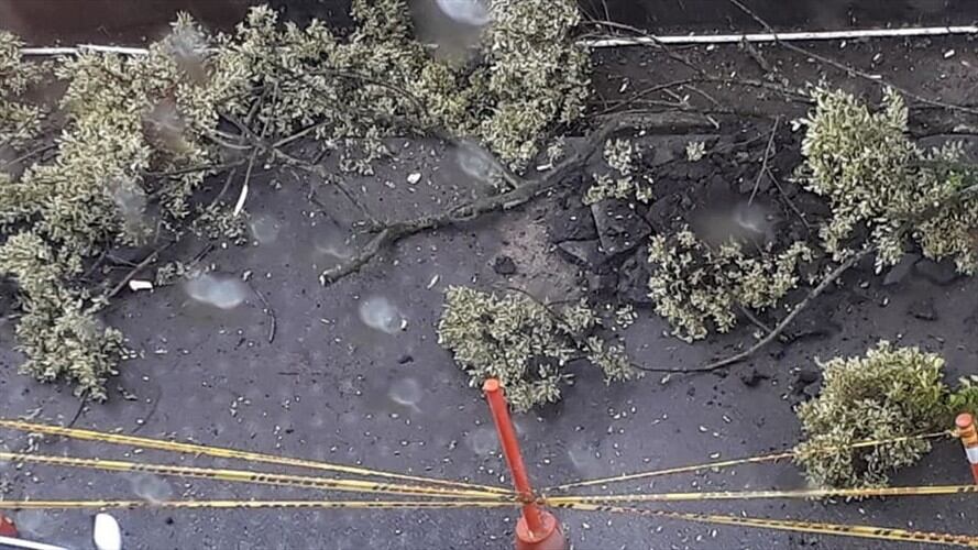 Los ciudadanos de Manizales han manifestado su inconformidad en varias ocasiones debido a que la Administración Municipal ha talado varios árboles en las principales vías. Foto: Adrián Rodríguez