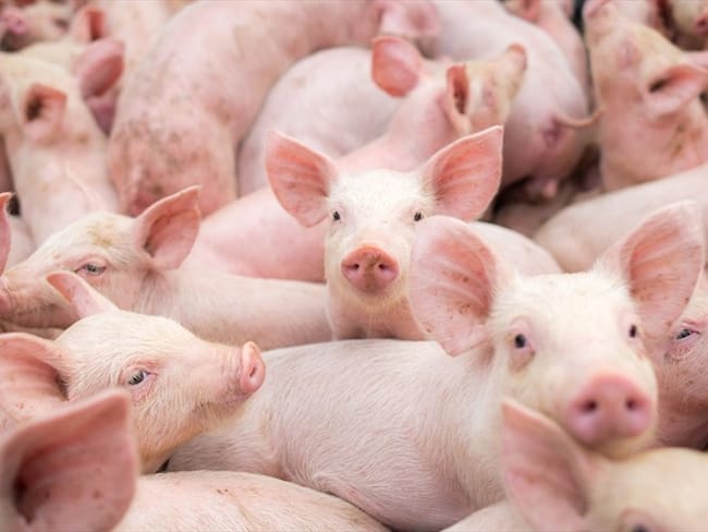 Colombia refuerza medidas para mitigar riesgo por presencia de peste porcina africana. Foto: Getty Images