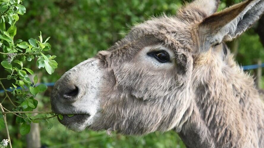 Se vale llorar: el conmovedor reencuentro de un hombre con ‘su burrita’. Foto: Pixabay