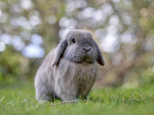 Así nació “Save Ralph”, la campaña sobre el testeo animal