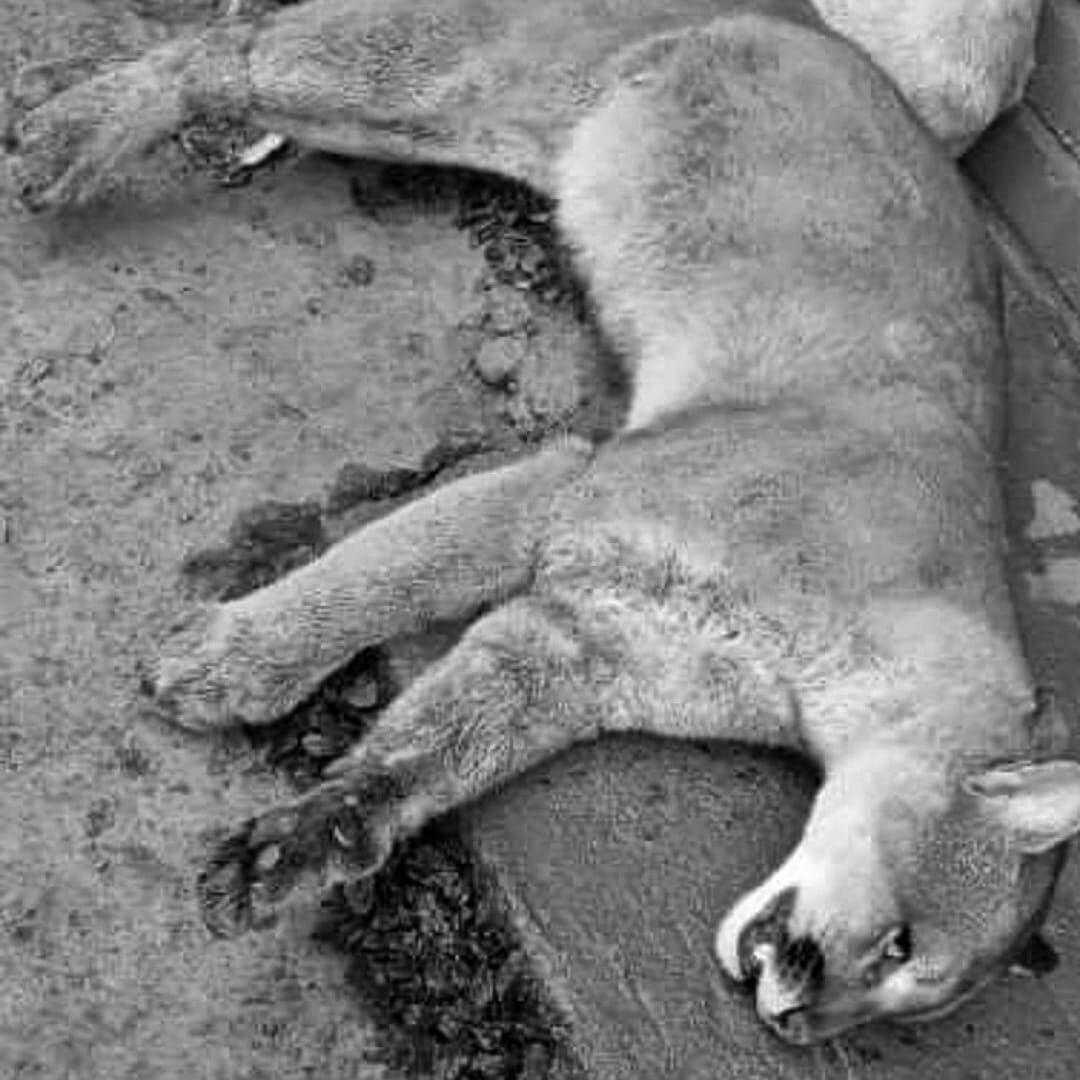 El felino habría sido víctima de cazadores furtivos. Crédito: Sucesos Cauca.