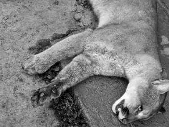 El felino habría sido víctima de cazadores furtivos. Crédito: Sucesos Cauca.