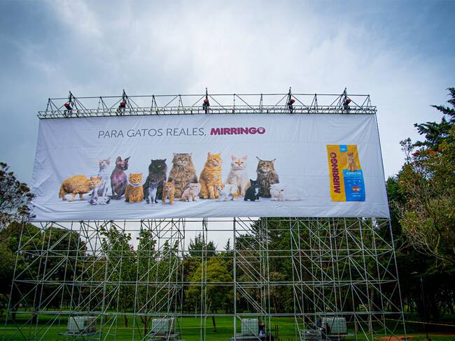 Cortesía: Mirringo.