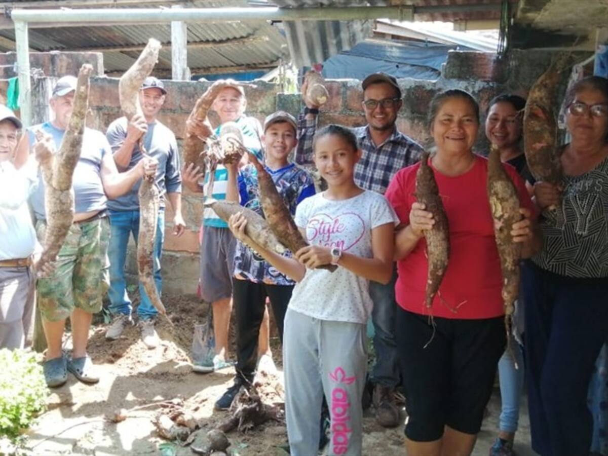 Cosechan una mata yuca de 75 kilos en Puerto Boyacá