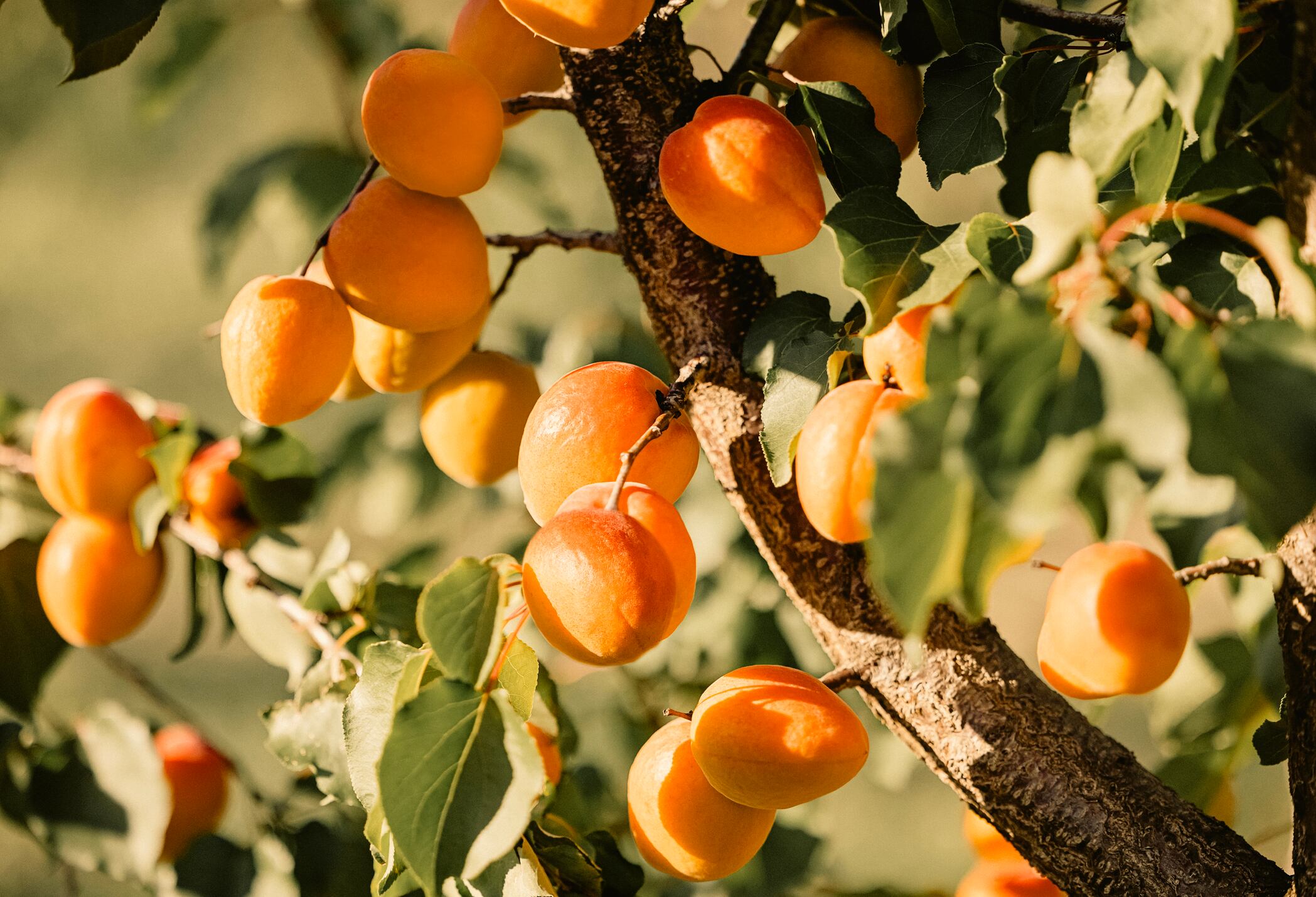 Albaricoque imagen de referencia. Foto: Getty Images.